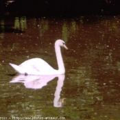 Photo de Cygne