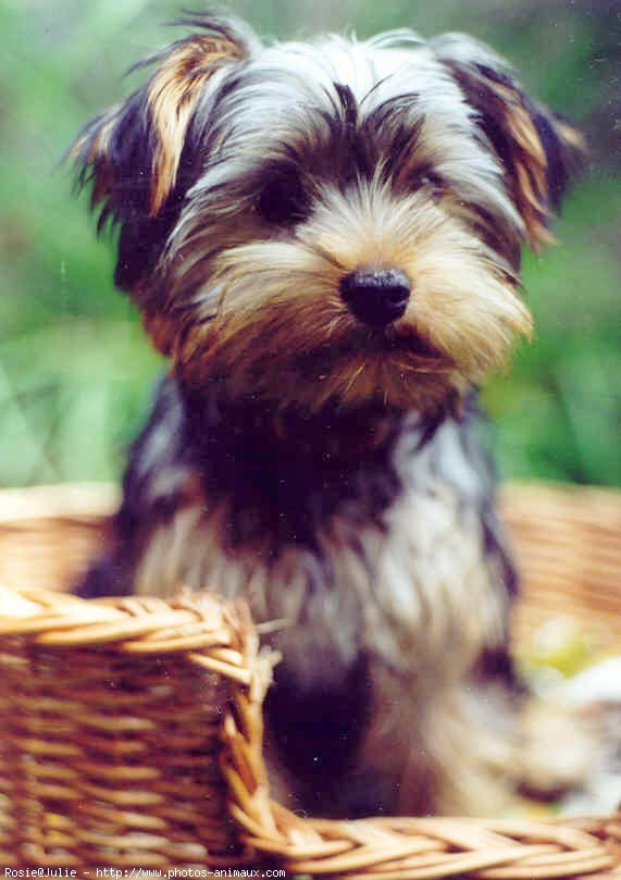 Photo de Yorkshire terrier