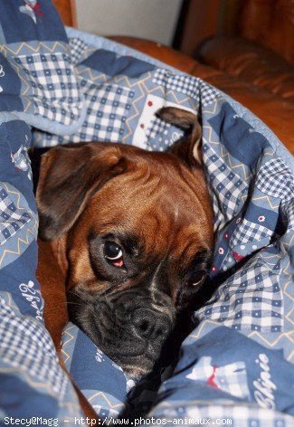 Photo de Boxer