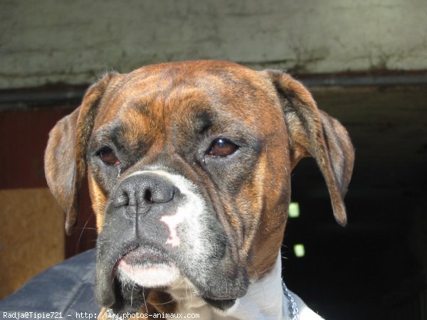 Photo de Boxer