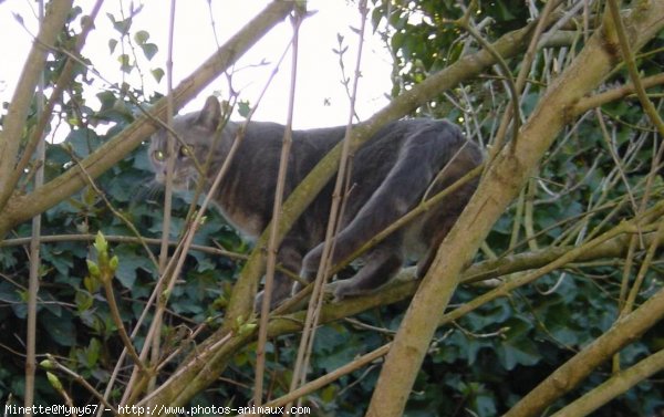 Photo de Chat domestique