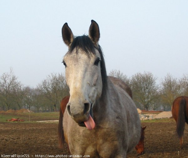 Photo de Races diffrentes