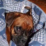 Photo de Boxer