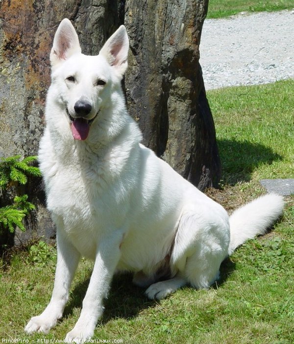 Photo de Berger blanc suisse