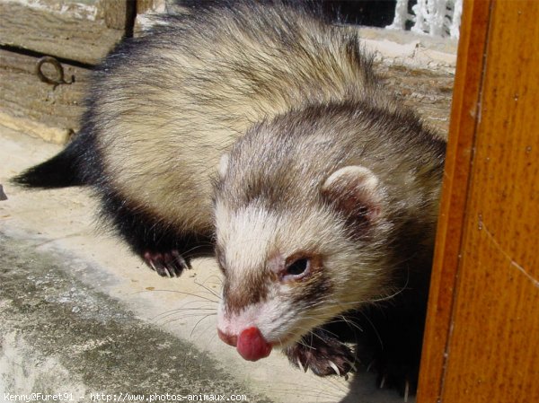 Photo de Furet