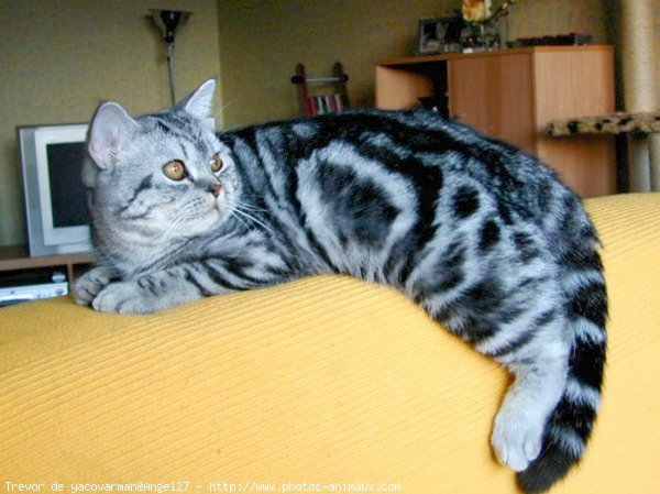 Photo de British shorthair