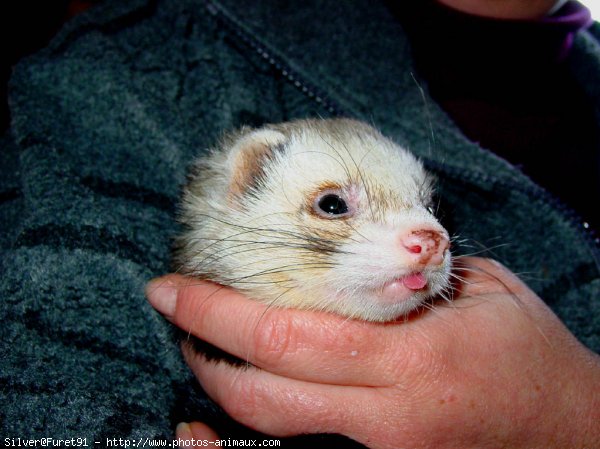 Photo de Furet