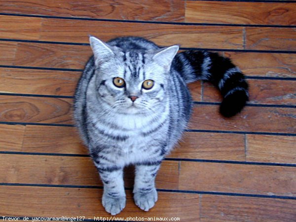 Photo de British shorthair