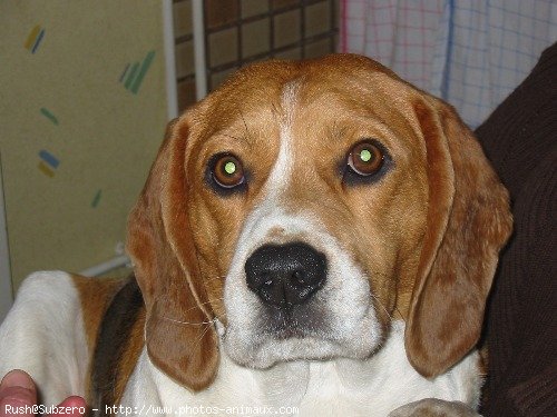 Photo de Beagle