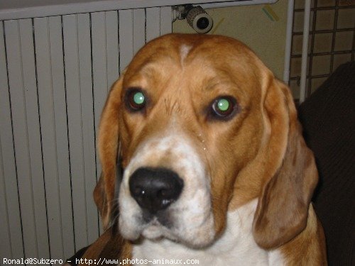 Photo de Beagle