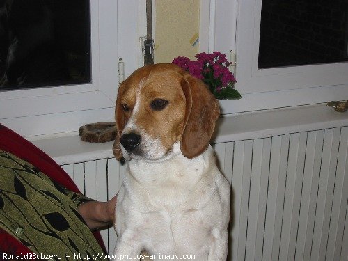 Photo de Beagle