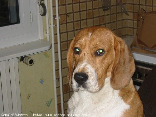 Photo de Beagle