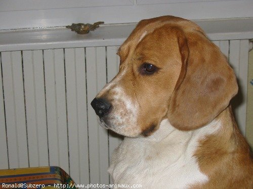 Photo de Beagle