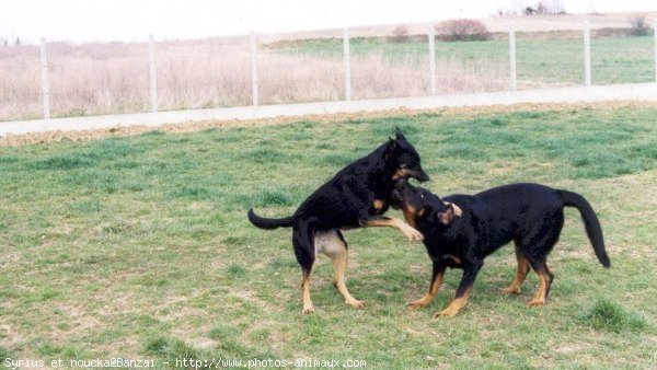 Photo de Berger de beauce