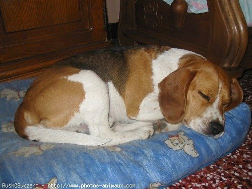 Photo de Beagle