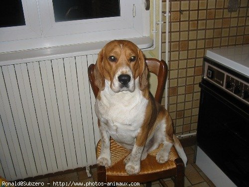 Photo de Beagle