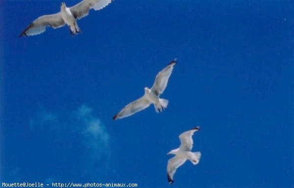 Photo de Mouette