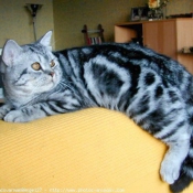 Photo de British shorthair