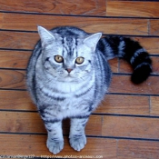 Photo de British shorthair