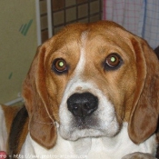 Photo de Beagle