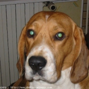 Photo de Beagle