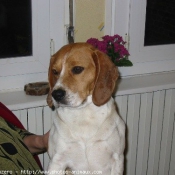 Photo de Beagle