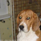 Photo de Beagle