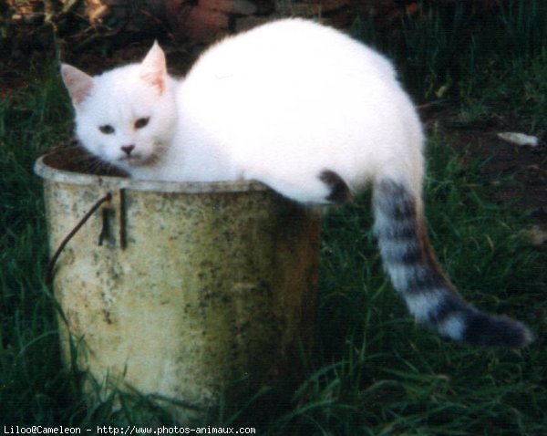 Photo de Chat domestique