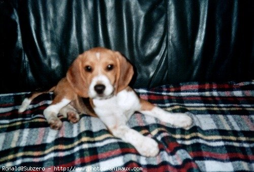 Photo de Beagle