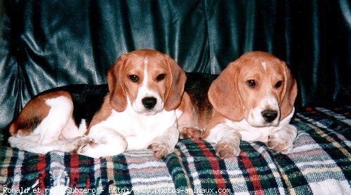 Photo de Beagle