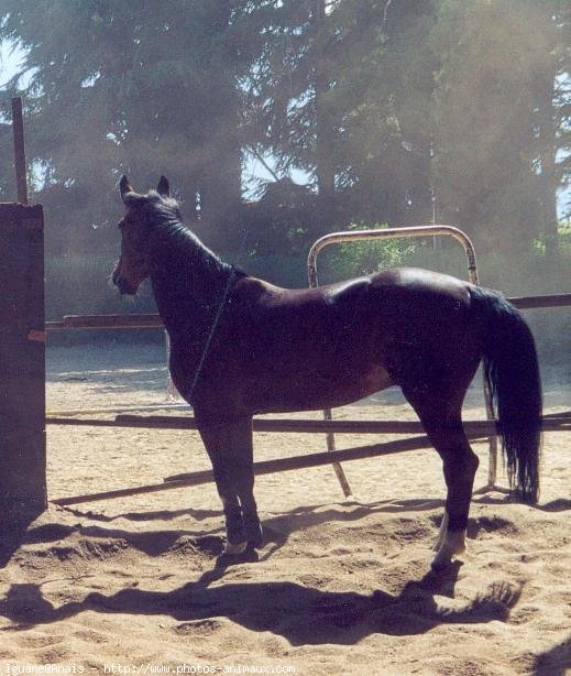 Photo de Poney franais de selle