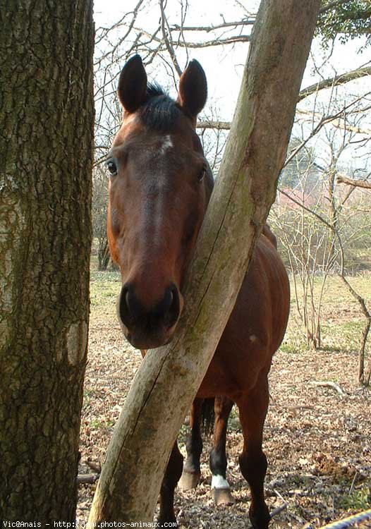 Photo de Selle franais