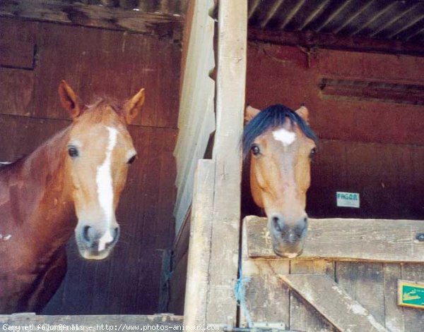 Photo de Races diffrentes