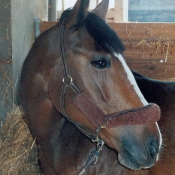 Photo de Poney franais de selle