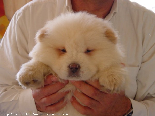 Photo de Chow chow