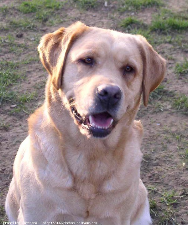 Photo de Labrador retriever