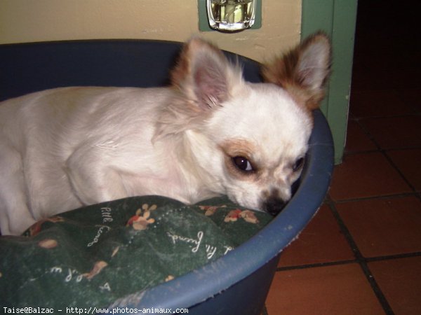 Photo de Chihuahua  poil court