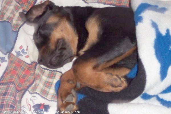 Photo de Rottweiler