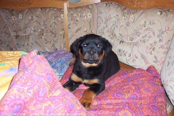 Photo de Rottweiler