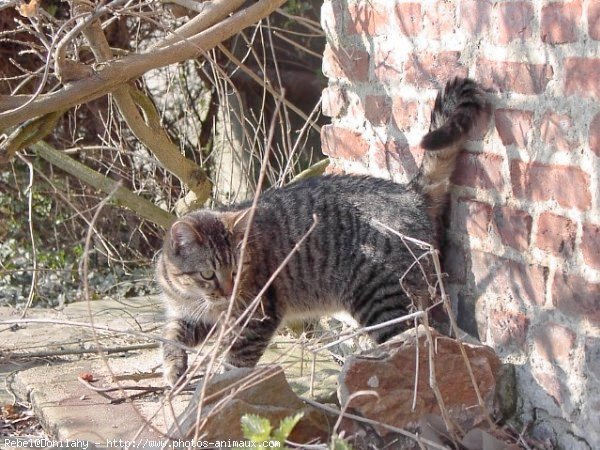 Photo de Chat domestique