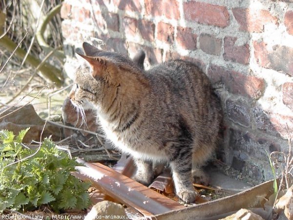 Photo de Chat domestique