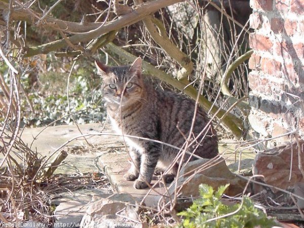 Photo de Chat domestique