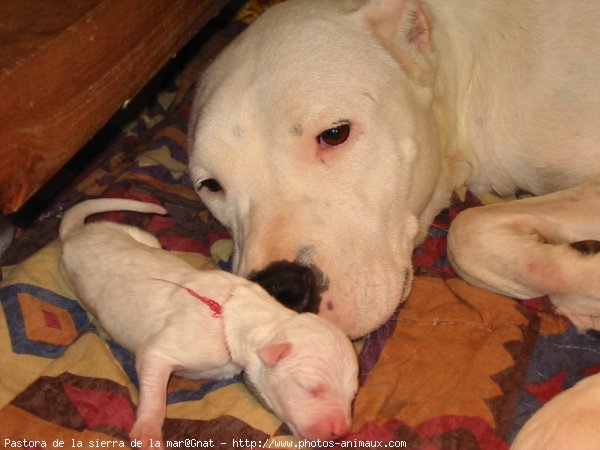 Photo de Dogue argentin