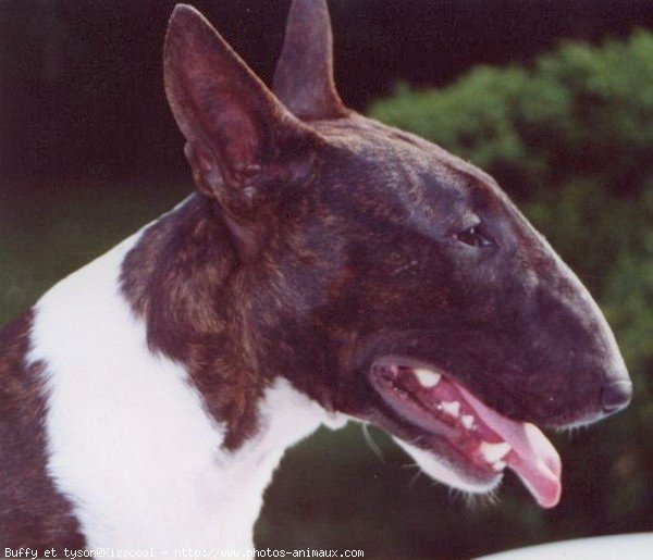 Photo de Bull terrier miniature