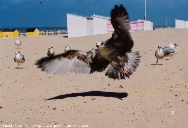 Photo de Mouette