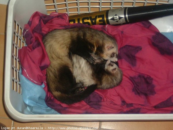 Photo de Furet