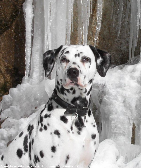 Photo de Dalmatien