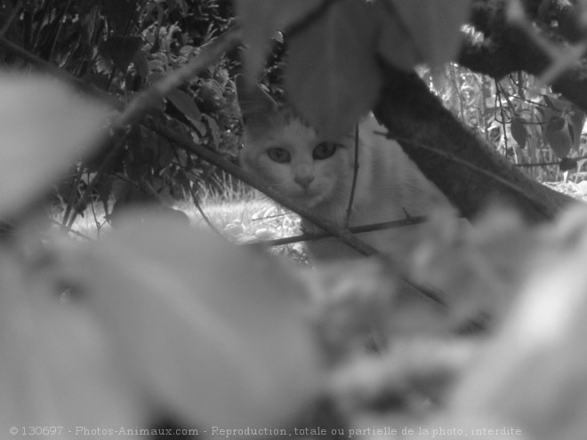 Photo de Chat domestique