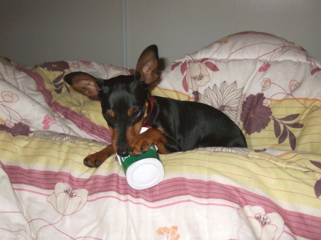 Photo de Pinscher nain