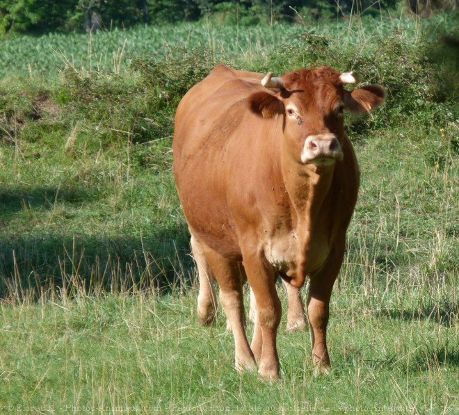 Photo de Vache - limousine